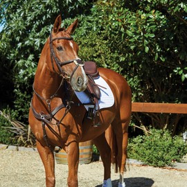 Collegiate Comfitec Grackle Bridle - Brown Bridle Size - Cob