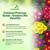 Outsidepride Danova Grower Mix Common Primrose Seeds - 50 Pcs