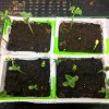 Straightup Nature Fresh Buag Ngu Seeds | 10 Seeds |