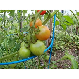 Organically Grown Own Farm *2024* ORGANIC PINK PRINCESS CHERRY TOMATO 15 SEEDS SWEET "FRESH SUMMER 2024*