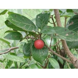CZ Grain 20 African Red Peach Tree Seeds for Planting - Nauclea latifolia