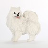 Conversation Concepts American Eskimo Dog Figurine