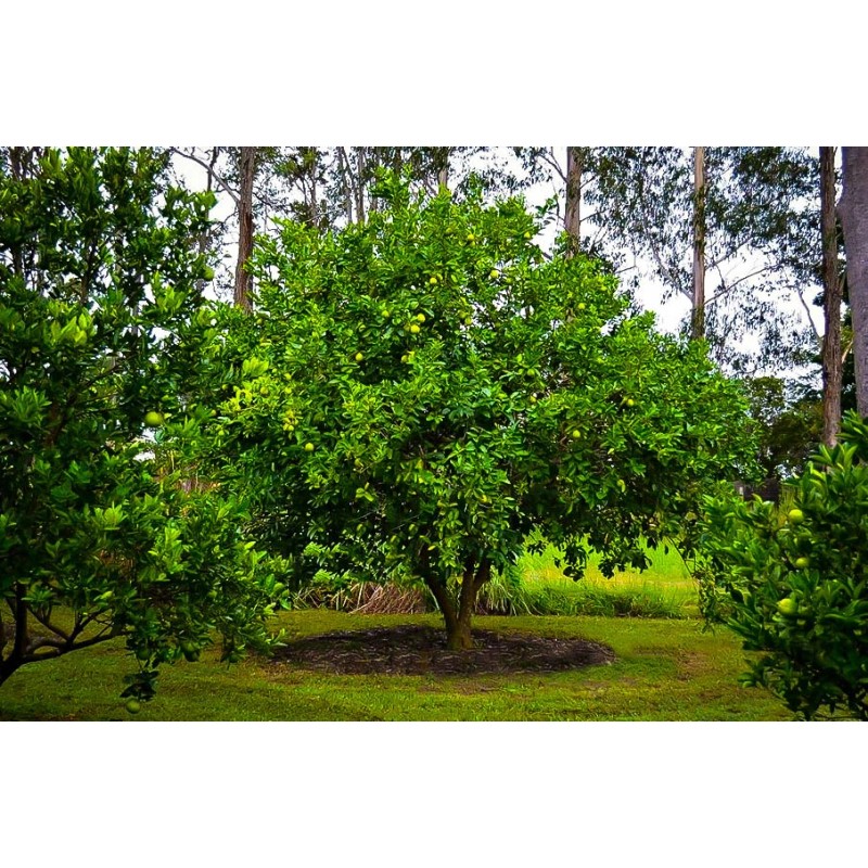 Tree Persian/Tahiti/Bearss Lime Tree - 24-36" Live Plant - Potted