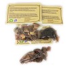 Cuachalalate Hierba/Tea (10.6 Grms.) Pack of 3