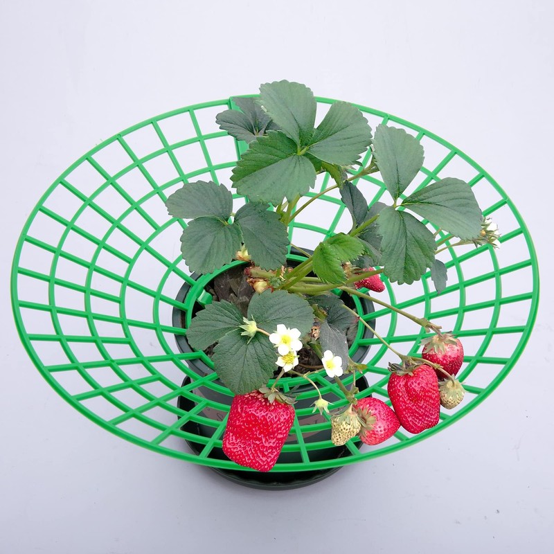 codree 10 Pack Strawberry Plant Supports, Strawberry Plant Stand with