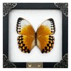 Real Butterfly White Framed Handmade Wooden Shadow Box Insect Entomology