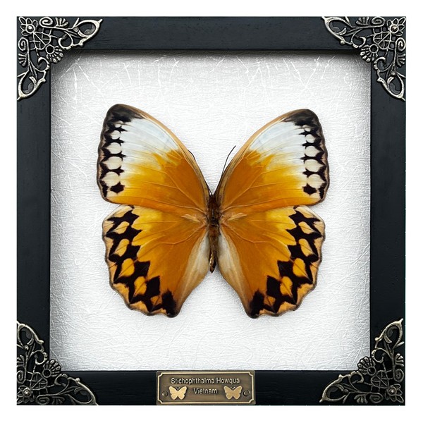 Real Butterfly White Framed Handmade Wooden Shadow Box Insect Entomology