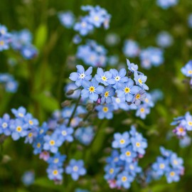 Outsidepride Outsidepride 5000 Seeds Perennial Myosotis Alpestris Forget-Me-Not Blue Garden Flower Seeds for Planting