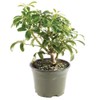 Brussel's Bonsai Live Hawaiian Umbrella Bonsai Tree - Small, 3