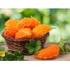 Chicsonabudget Bitter Melon Bitter Gourd Seeds| 5 seeds| USA