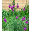 Little Seed Store 501+PURPLE PRAIRIE CLOVER Seeds Wildflower Nitrogen Fixing
