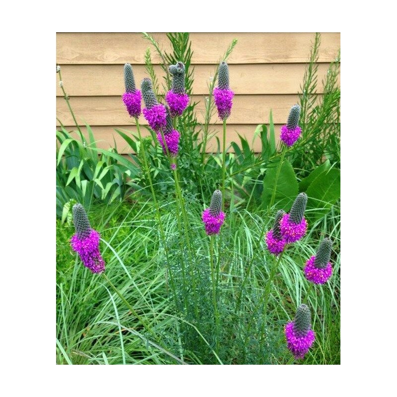Little Seed Store 501+PURPLE PRAIRIE CLOVER Seeds Wildflower Nitrogen Fixing