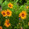 Outsidepride 1000 Seeds Annual Ursinia Anthemoides Flower Seeds for Planting