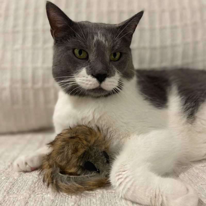 SPOT Shaggy Plush Giant Mouse - Cat Toy, Fuzzy Mice