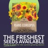 Plains Coreopsis Seeds – Native Flowers – Extra Large Packet