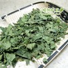 Upper leaves (mulberry leaves) - Jecheon Herb 300g of domestic
