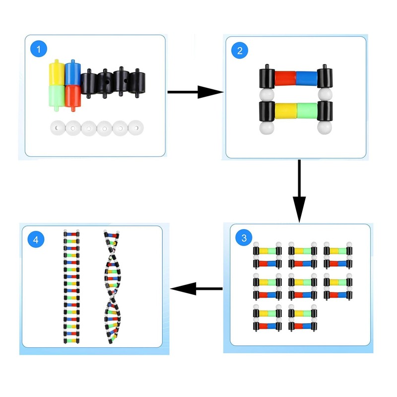 heyous Plastic DNA Double Helix Model Learning Tool Laboratory Instruments