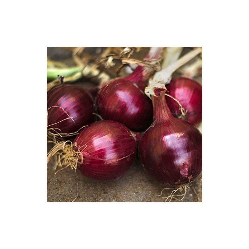 1,000 Red Burgundy Onion Seeds for Planting Short Day Heirloom