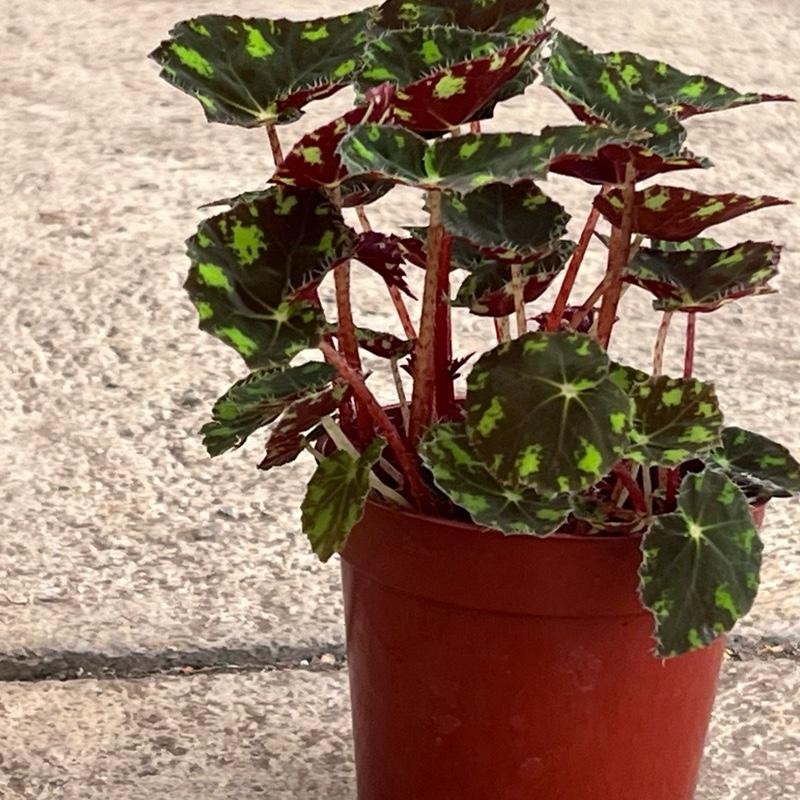 Begonia Tiger’s Paw – Rare Furry Leaf Begonia in 4”