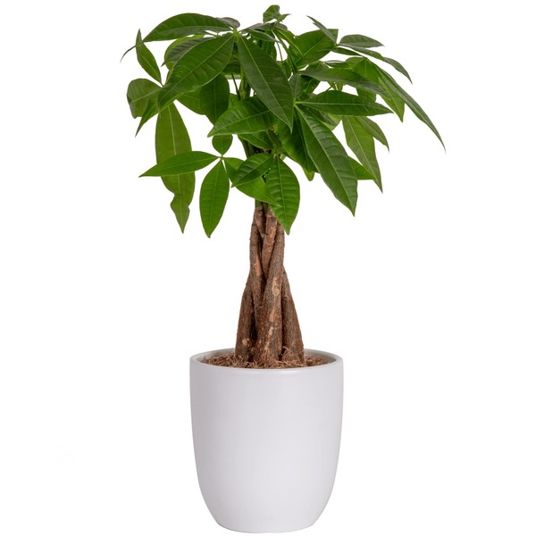 Costa Farms Money Tree Live Plant, Easy to Grow Houseplant Potted in Indoor Garden Pot, Pachira Bonsai in Potting Soil, Gift for Birthday, Housewarming, Thank You, Office and Home Decor, 3-4 Feet Tall