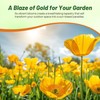Outsidepride Golden West California Poppy Seeds - 10000 Pieces Annual,