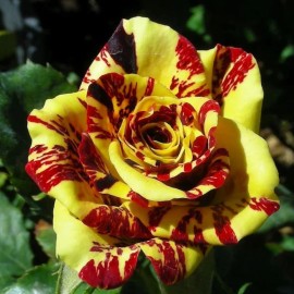 Nygardenia 20pcs Tea Rose 'Dragon Tiger' Seeds - Fragrant, Vibrant Blooms for Gardeners.
