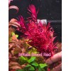 50 Plant Stems Pack - Live Aquatic Freshwater Plants -