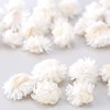 Earth Farms Dry Flower White Approximately/2 ~ 4 cm herikurisamu・heddo do032130 – 011, G,
