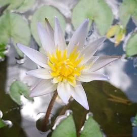 Mainam Mixed Colorful Tropical Water Lily Tuber Live Aquarium Plant for Freshwater Fish Pond Balcony Buy 2 GET Fertilizer Free (Blue Nymphaea Dauben Yana)