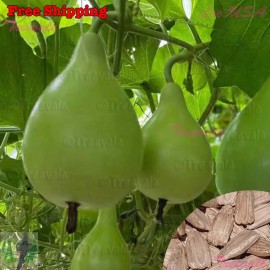 Treevale Pear Shape Bottle Gourd SEEDS | NON-GMO - 20 Seeds No Tracking