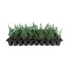 Leyland Cypress | 20 Live Plants | Cupressocyparis leylandii |