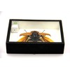 TAXIBUGS Real 5 Horned Beetle/Eupatorus Gracilicornis Flying Form Taxidermy in