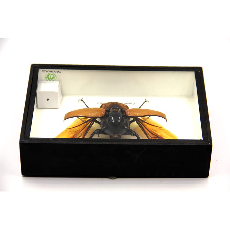 TAXIBUGS Real 5 Horned Beetle/Eupatorus Gracilicornis Flying Form Taxidermy in