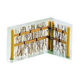 yamako- 白竹 Branches Creeping