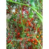 World's Smallest Tomato Spoon Currant Tomato! 20 Seeds!