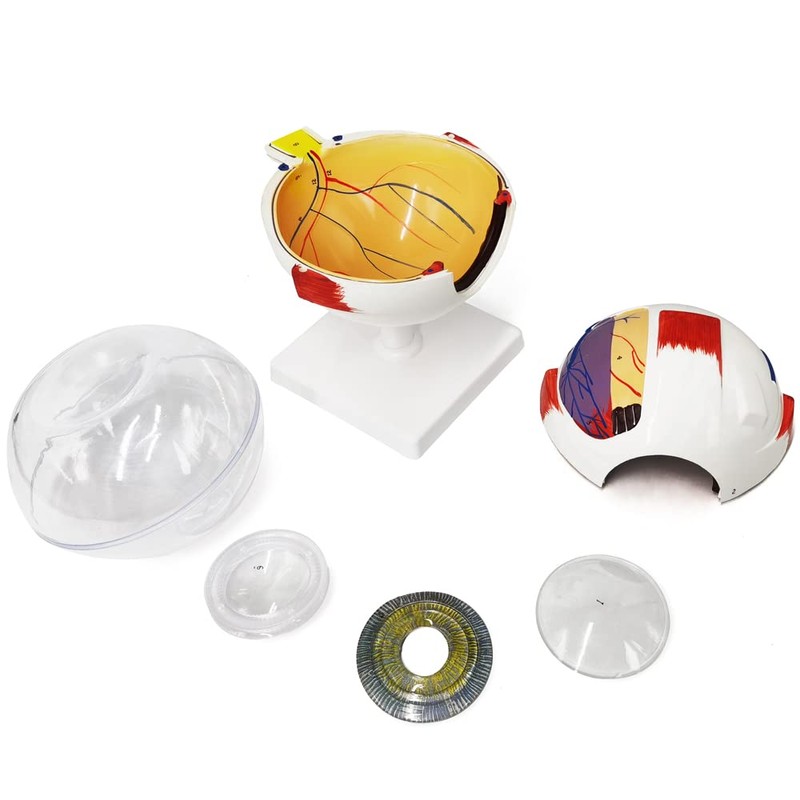 EVOTECH SCIENTIFIC Human Eye Anatomy Model, 6 Parts 6X Enlarged