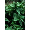 Peppermint Great Garden Herb 1,000 Seeds by Seed Kingdom