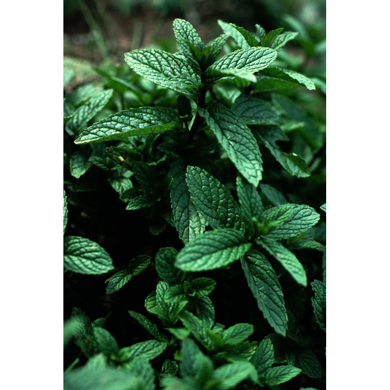Peppermint Great Garden Herb 1,000 Seeds by Seed Kingdom