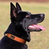 Plutus Pet Tactical Dog Collar, Reflective, Adjustable Heavy Duty Dog