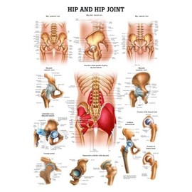 Hip and Hip Joint Laminated Anatomy Chart