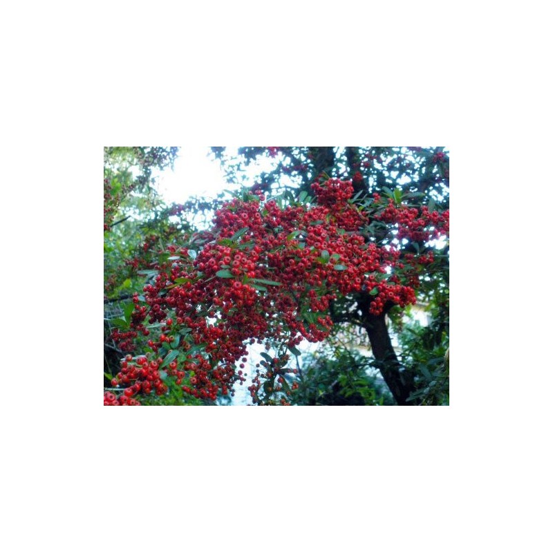 ECLECTIC エクレクティック ハーブサプリメント ホーソンベリー セイヨウサンザシ FFD 500mg 45カプセル Ecoパック フレッシュアップグレード規格