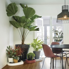 Crescent Garden Pebble Plant Caddy with Wheels - Heavy Duty Plant Stand for Planters - XL Plant Dolly Cart with Hidden Caster - Large Tray for Pots, 23" Wx19 D- Ash