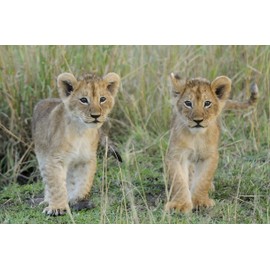 3D Postcard/Lenticular Card Cats'Two young lion in the Serengeti "