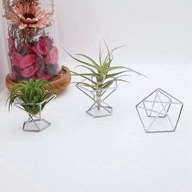Lrtzizy Pack of 5 Air Plant Holder Air Plant Holder Tillandsias Screen Air Purifying Plants Container Air Fern Stand Silver