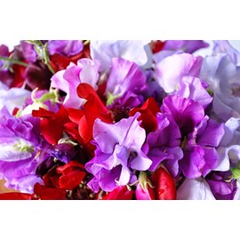Sweet Pea Multicolor Mix Lathyrus 10 Seeds for Planting Non-GMO; 0.035 oz