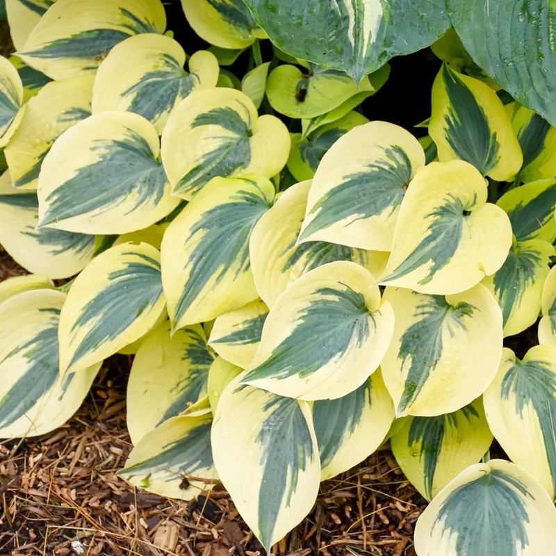 Autumn Frost-Hosta Seeds Plantain Lily Perennial Low Maintenance GMO Free