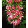 5 Seeds Rangoon Creeper, Red Pink Quisqualis Flower Seeds Combretum