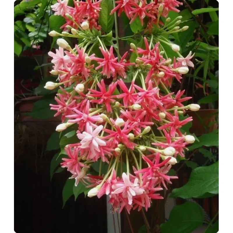 5 Seeds Rangoon Creeper, Red Pink Quisqualis Flower Seeds Combretum