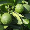 Tree Persian/Tahiti/Bearss Lime Tree - 24-36" Live Plant - Potted