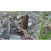 NIKA SEEDS - Spores Black Morel Mushrooms for Planting on